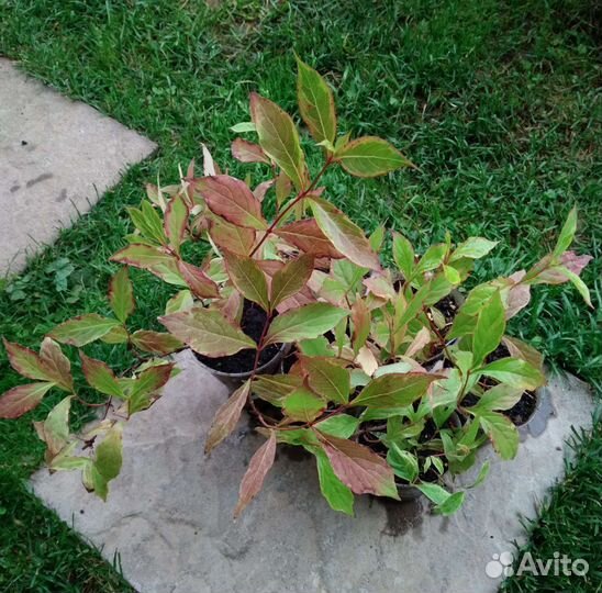 Вейгела, чубушник