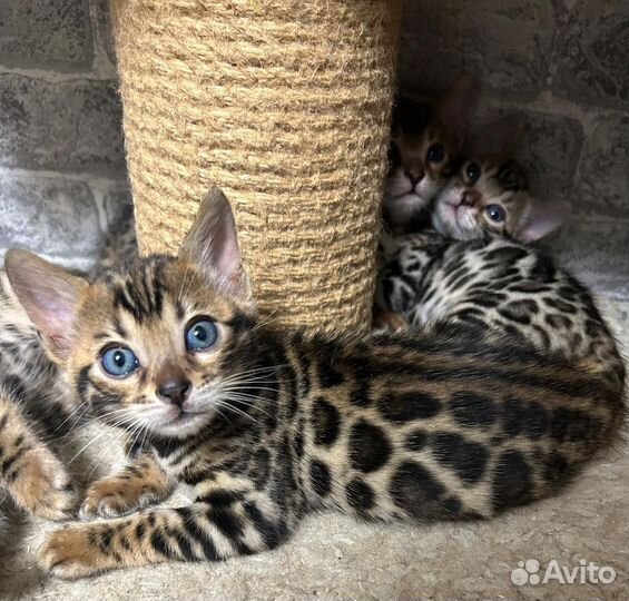 Бенгальские котята