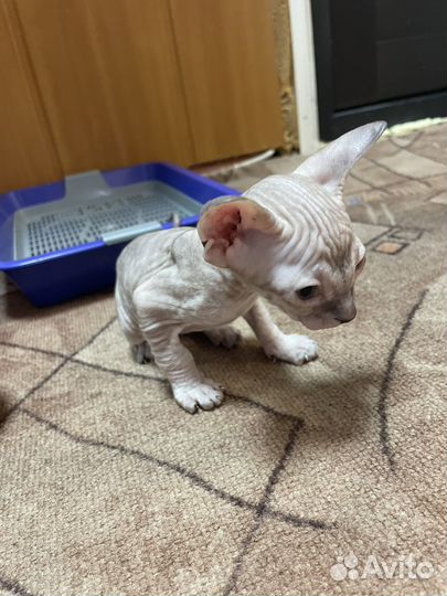 Донской сфинкс котята