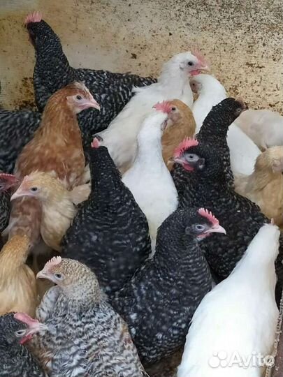 Куры несушки доминант