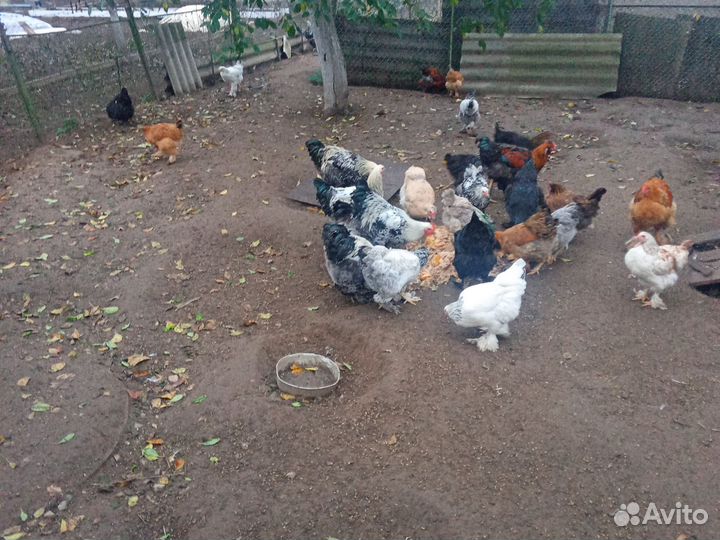 Молодые петухи