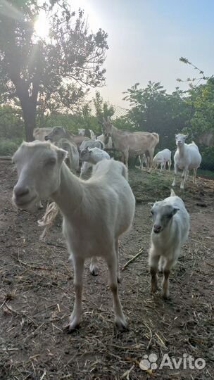 Продам дойных коз и козлят
