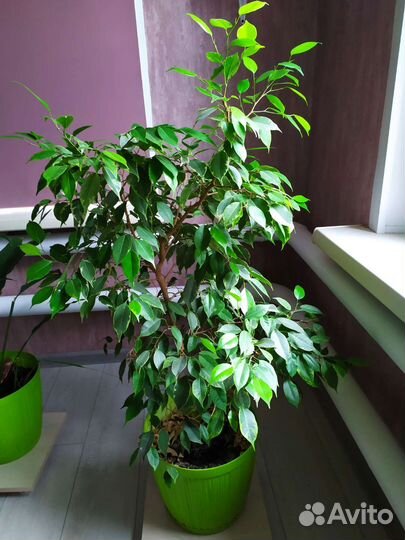 Фикус бенджамина