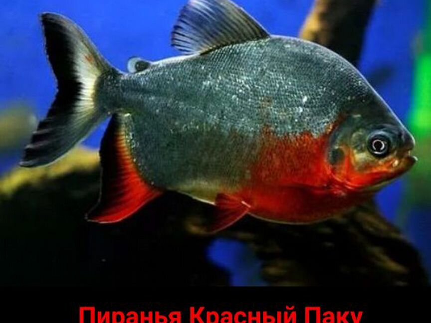 Пиранья Красный Паку (Piaractus brachypomus)