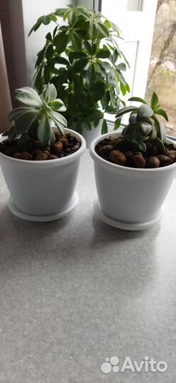 Комнатные растения цветы