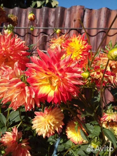 Клубни георгинов 6 сортов многолетники