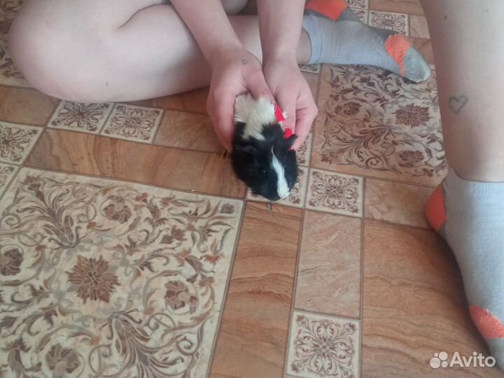 Отдам в хорошие руки бесплатно Мальчик 6 мес