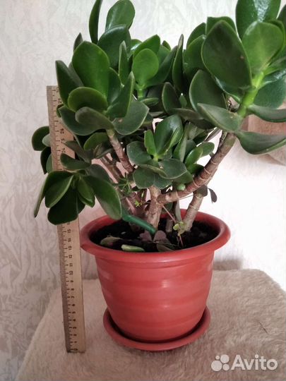 Крассула толстянка (денежное дерево)