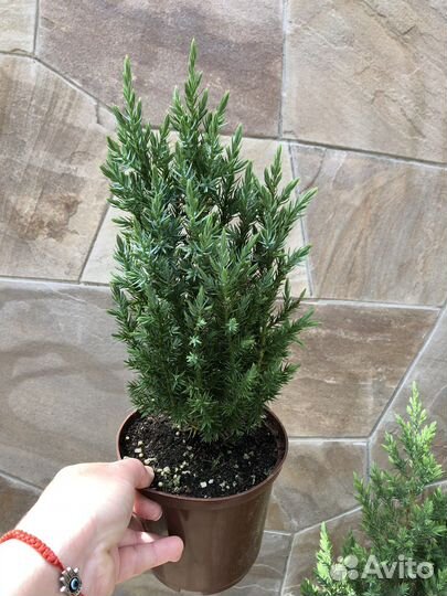 Можжевельник стрикта