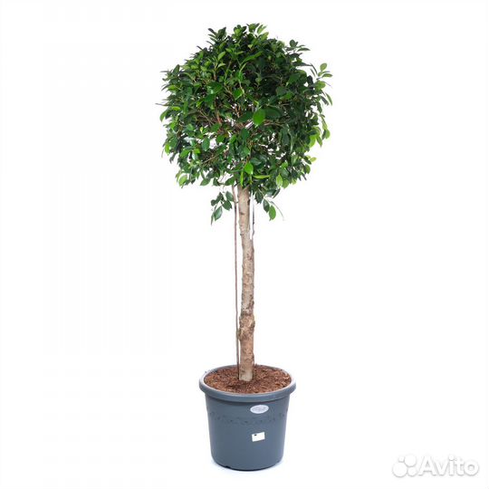 Растения для офиса