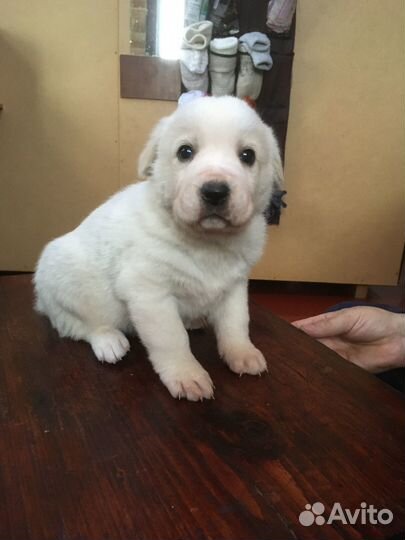 Собаки щенки