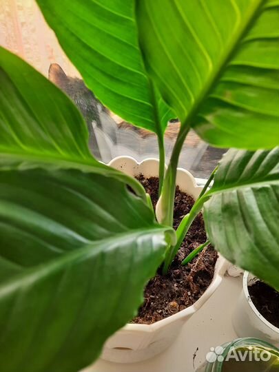 Комнатные растения цветы