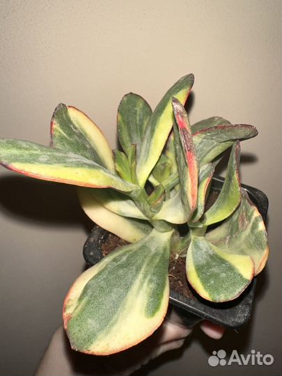 Редкие крассулы крассула Blue Bird var