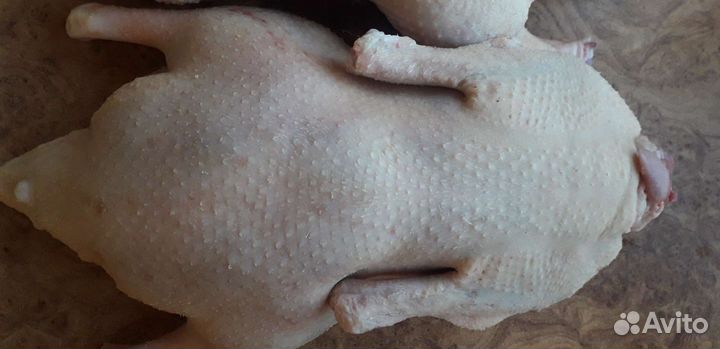 Утка, гусь,индоутка домашнее мясо