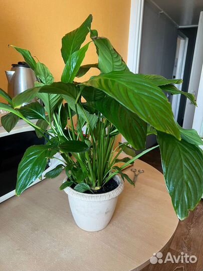 Комнатные цветы