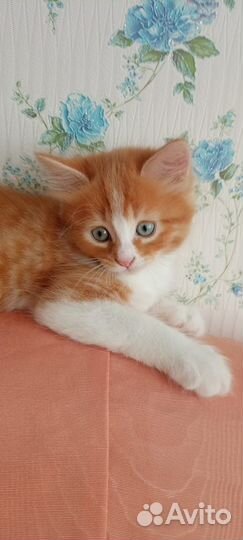 Рыжий котенок мальчик бесплатно