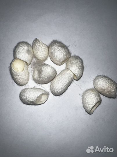 Коконы тутового шелкопряда