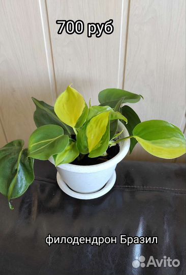 Филодендроны Бразиль,лазящий, эпипренум