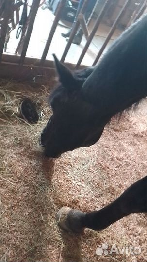 Амуниция для хоббихорса