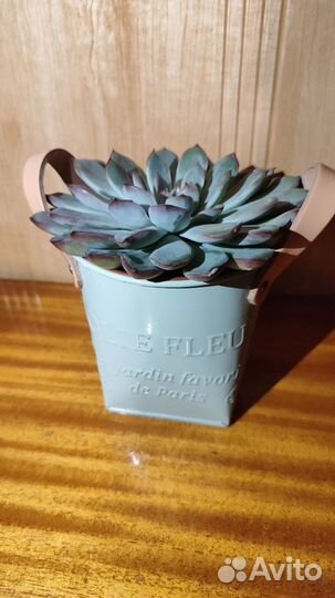 Каменный цветок