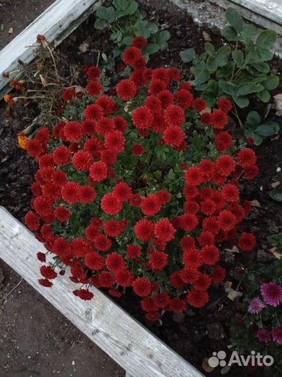 Цветы хризантемы