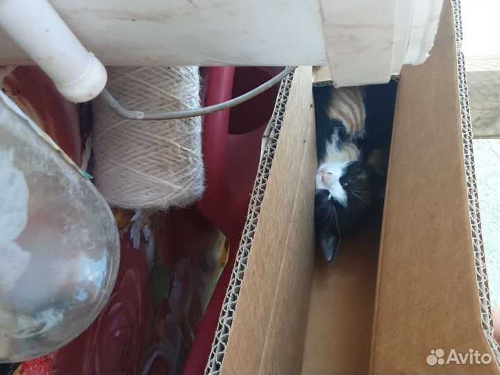 Кошка в дар бесплатно