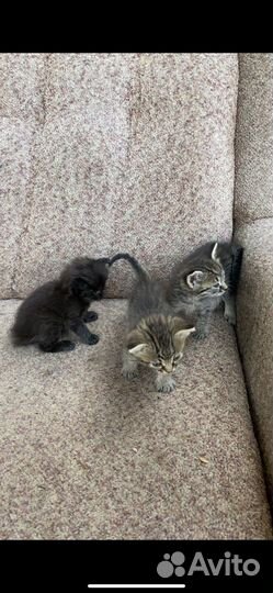 Потешные котята