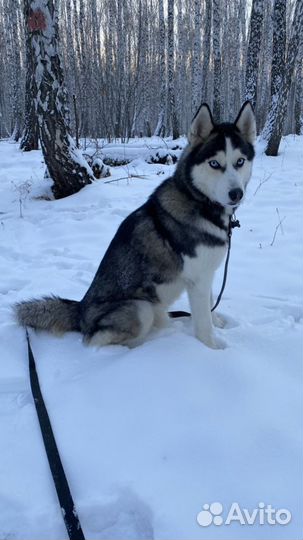 Вязка Сибирский хаски