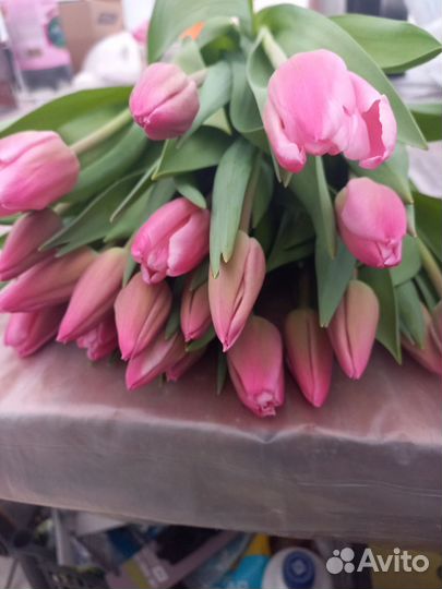 Тюльпаны оптом свежая срезка. Из теплицы