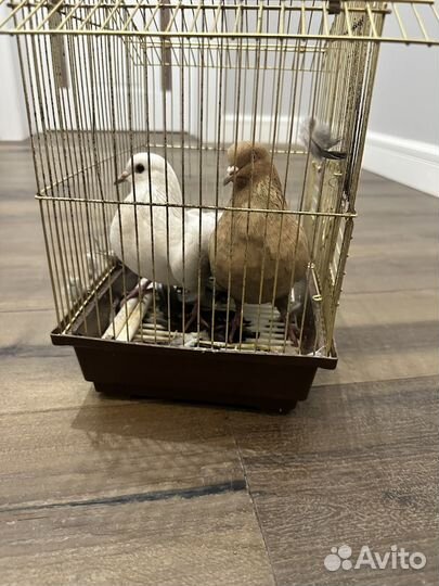 Продажа голубей