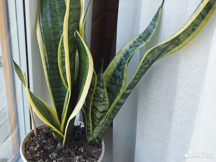 Сансевиерия