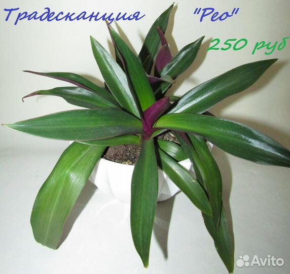 Комнатные цветы