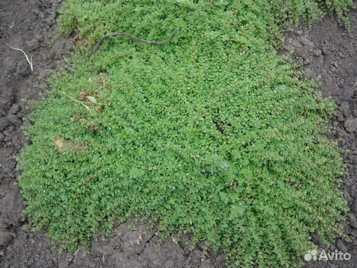 Тимьян почвопокровный, лимонный