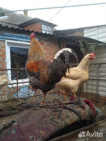Продам привитых домашн мохноногих петухов на племя