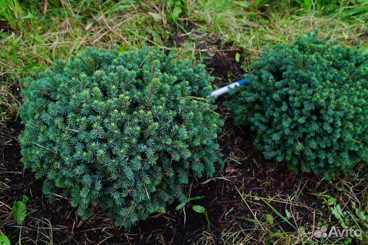 Ель декоративная канадская
