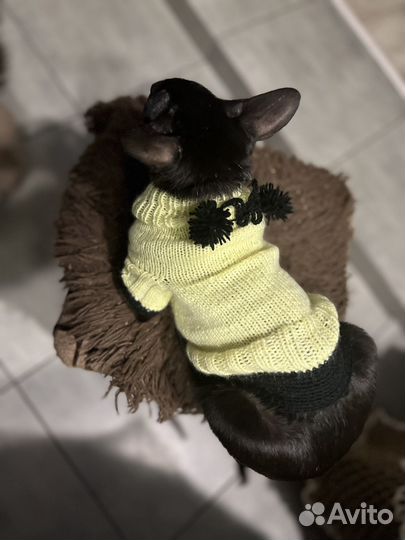 Одежда для маленькой породы