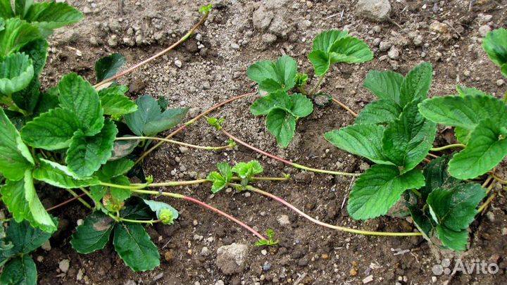 Клубника рассада