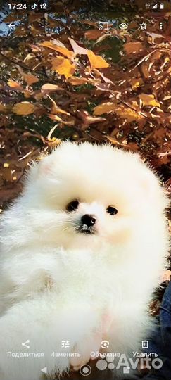 Щенок шпица