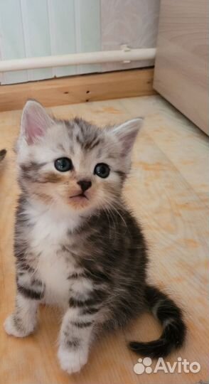 Шотландские котята