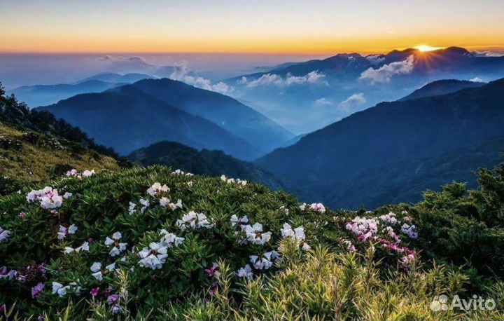 Роза Хутор и Красная Поляна из Сочи и Адлера