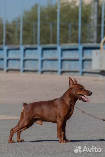 Щенки цвергпинчера