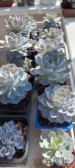 Суккуленты