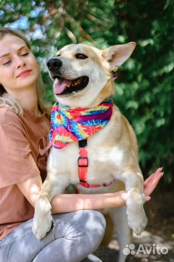 Красивый пёс Лис мечтает стать домашним