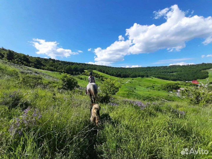 Конные прогулки