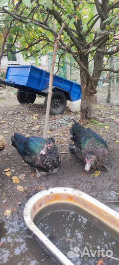 Продам индоуток тяжёлая линия семью или отдельно