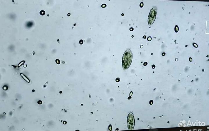 Цифровой микроскоп Wi-Fi 2000х