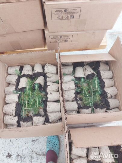 Саженцы ели европейской зкс опт