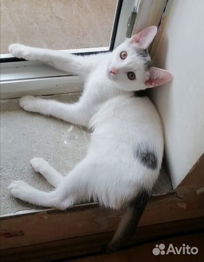 Котенок Яшка