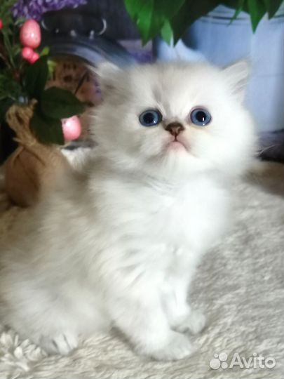 Золотой колорик