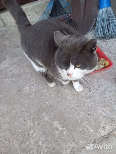 Кот для частного дома